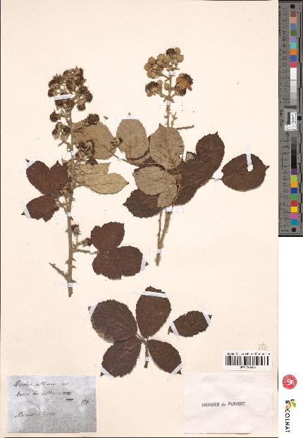 spécimen de Rubus collinus