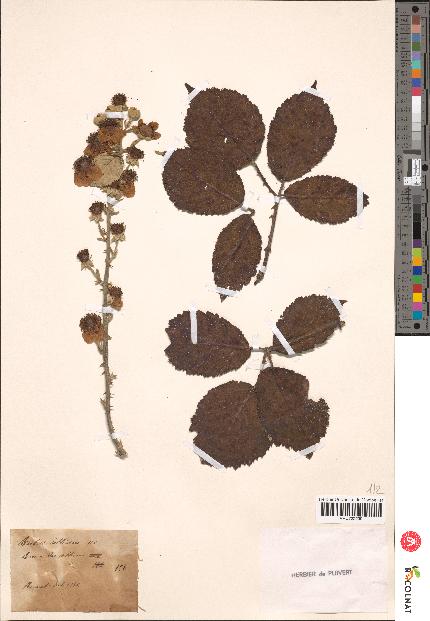 spécimen de Rubus collinus