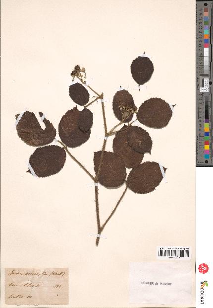 spécimen de Rubus podophyllus