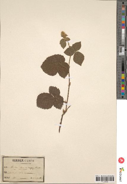 spécimen de Rubus tomentosus