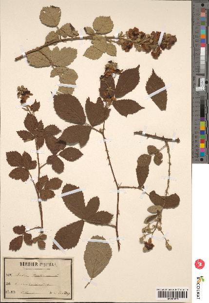 spécimen de Rubus fruticosus