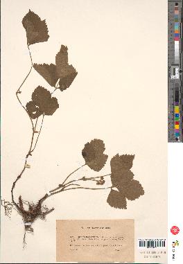 spécimen de Rubus sp.