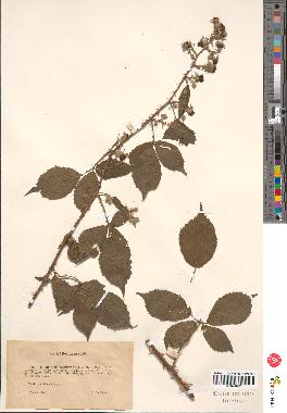 spécimen de Rubus sp.