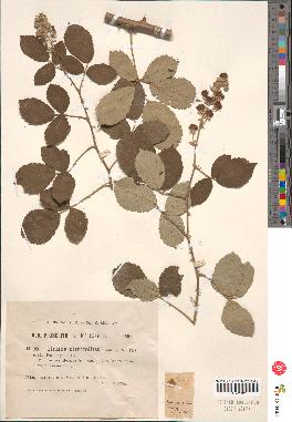 spécimen de Rubus sp.