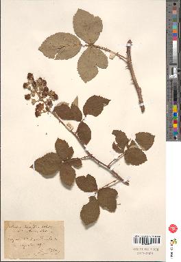 spécimen de Rubus sp.