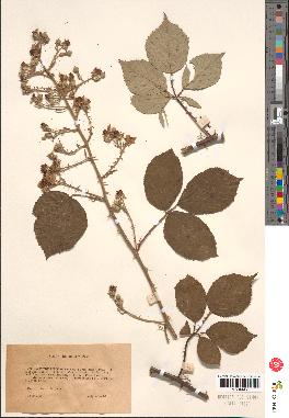 spécimen de Rubus sp.