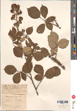 spécimen de Rubus sp.