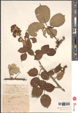 spécimen de Rubus sp.