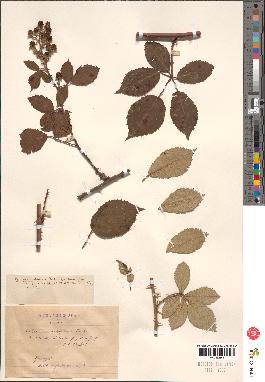 spécimen de Rubus sp.