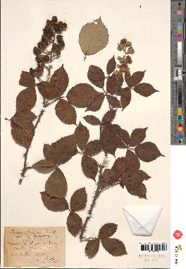 spécimen de Rubus sp.