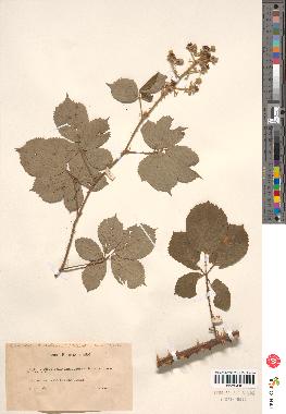 spécimen de Rubus sp.