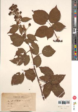 spécimen de Rubus sp.