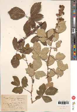 spécimen de Rubus sp.