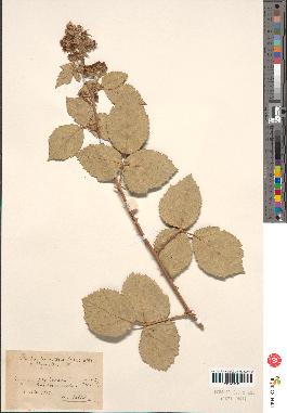 spécimen de Rubus sp.