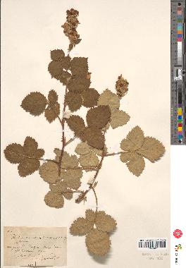 spécimen de Rubus sp.