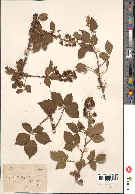 spécimen de Rubus sp.