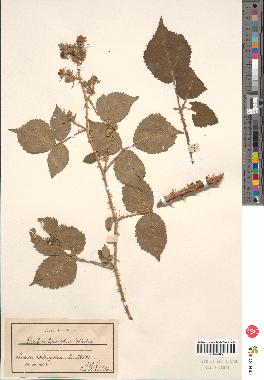 spécimen de Rubus sp.