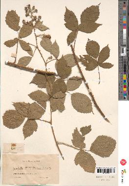 spécimen de Rubus sp.