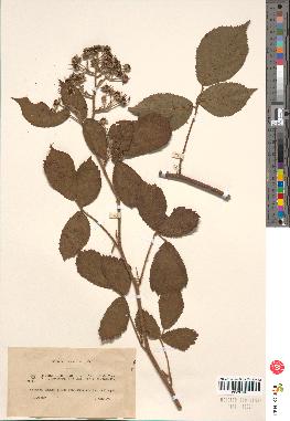 spécimen de Rubus sp.