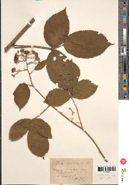 spécimen de Rubus sp.