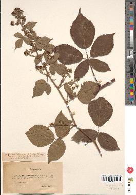 spécimen de Rubus sp.