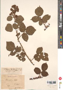 spécimen de Rubus sp.