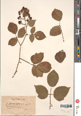 spécimen de Rubus sp.