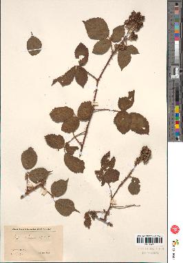 spécimen de Rubus sp.