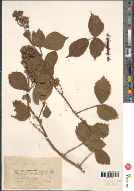 spécimen de Rubus sp.