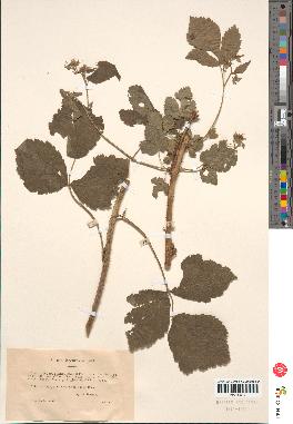 spécimen de Rubus sp.