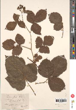 spécimen de Rubus sp.