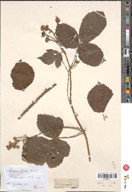 spécimen de Rubus sp.