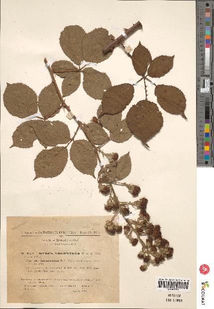 spécimen de Rubus argenteus