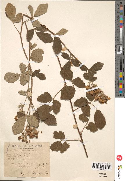 spécimen de Rubus tomentosus