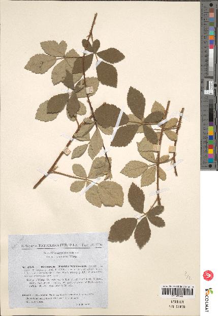 spécimen de Rubus tomentosus