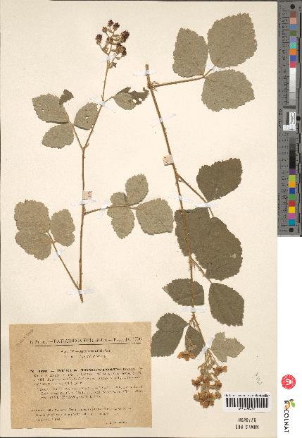 spécimen de Rubus tomentosus