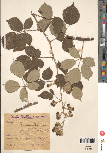 spécimen de Rubus ulmifolius