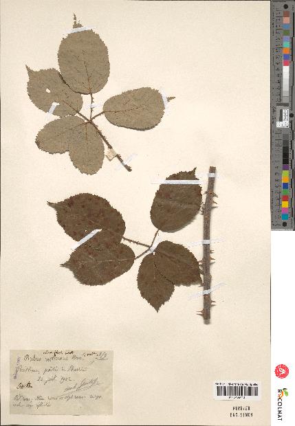 spécimen de Rubus rusticanus