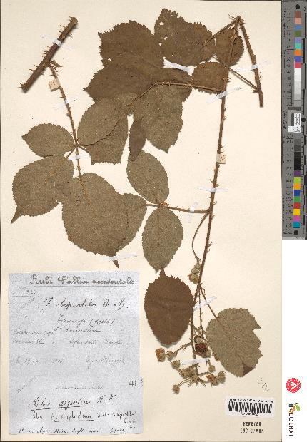 spécimen de Rubus argenteus