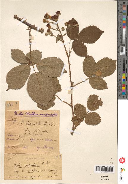 spécimen de Rubus argenteus