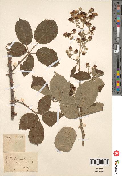 spécimen de Rubus rusticanus