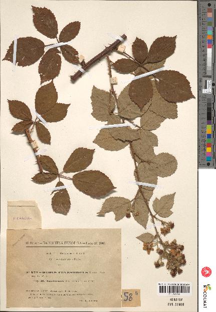 spécimen de Rubus thyrsoideus