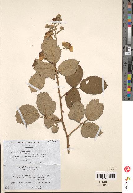 spécimen de Rubus ulmifolius