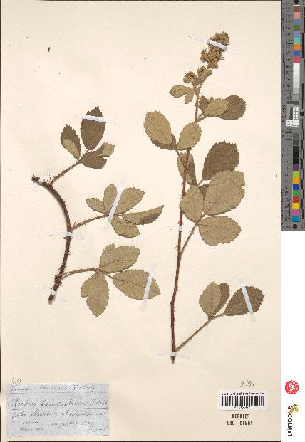 spécimen de Rubus tomentosus