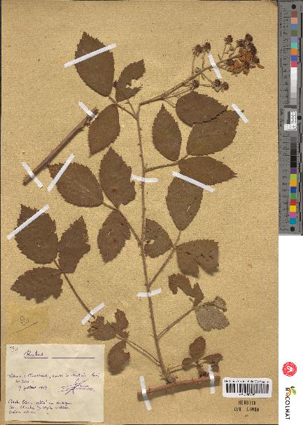 spécimen de Rubus sp.