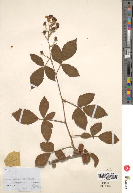 spécimen de Rubus sp.