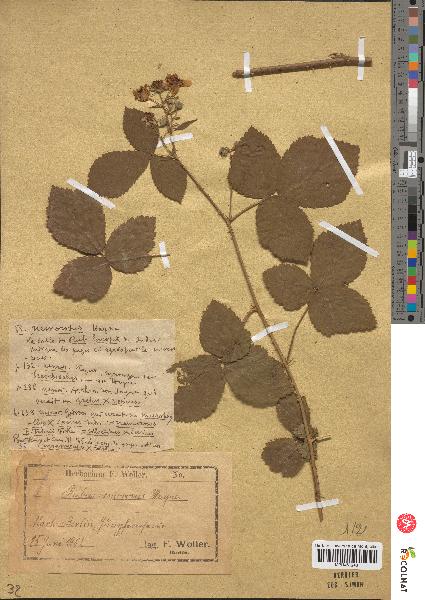 spécimen de Rubus nemorosus