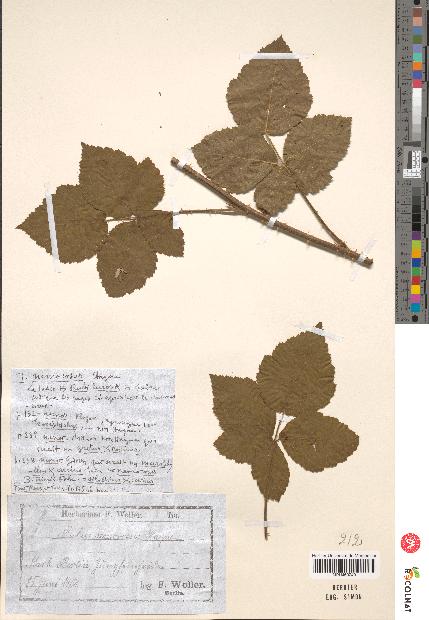 spécimen de Rubus nemorosus