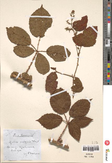 spécimen de Rubus vulgaris