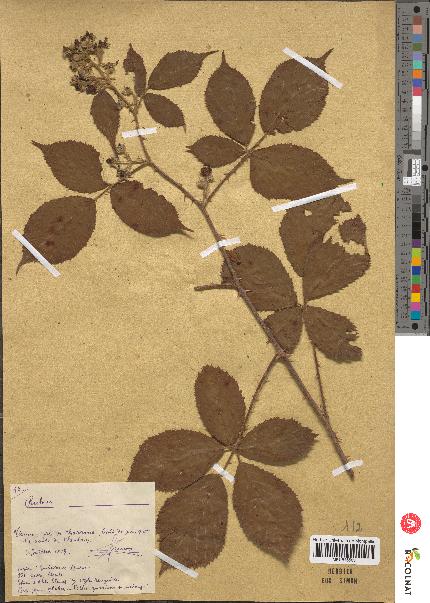 spécimen de Rubus sp.